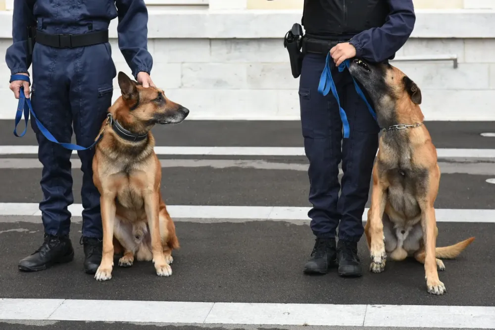 Gardiennage avec chiens à Issy-les-Moulineaux